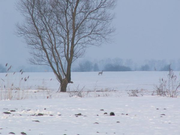 Koziołek