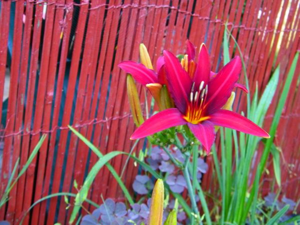 nie ma co za bardzo pokazywać taka tam ogrodowa przyroda