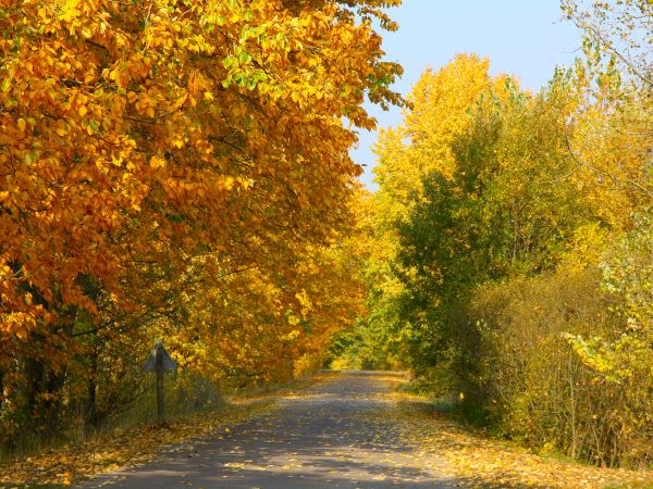 zdjecie Tyniewicze Duże