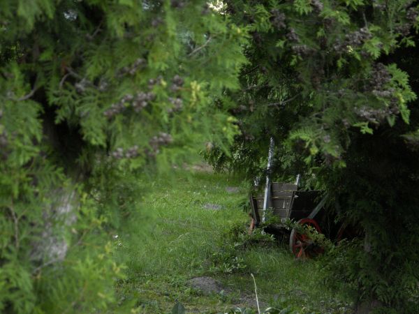 Łopienno - w ogrodzie.