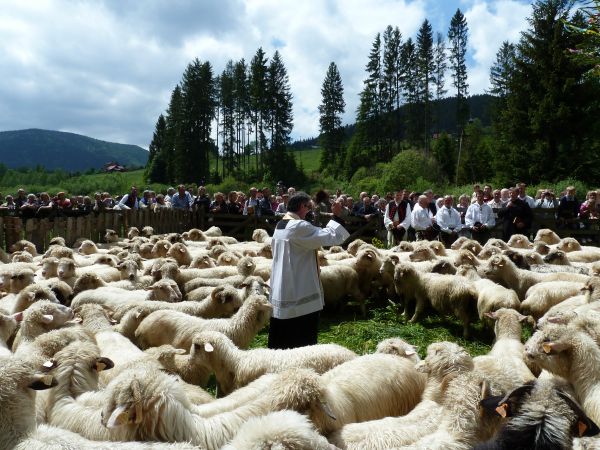 Święcenie owiec