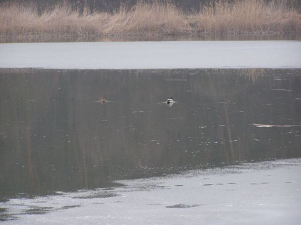 zdjecie Zalesie Górne