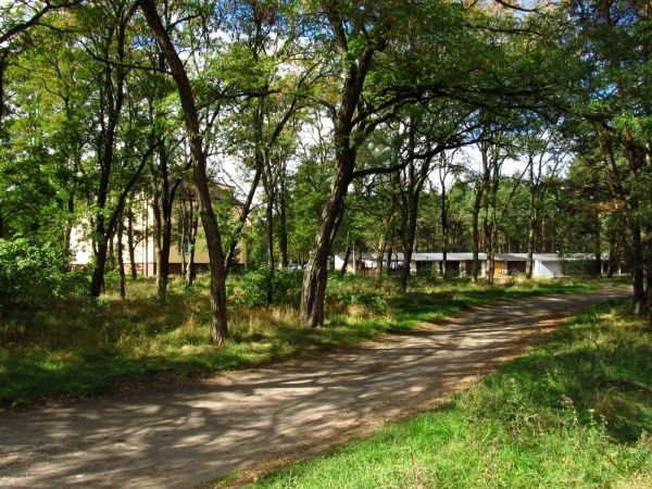 Ulica Okrężna w lesie