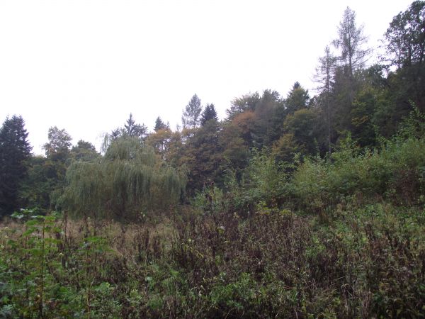 szuwary - zarośla roślin zielonych: sitowie i tatarak itp. w obrębie mszaru.