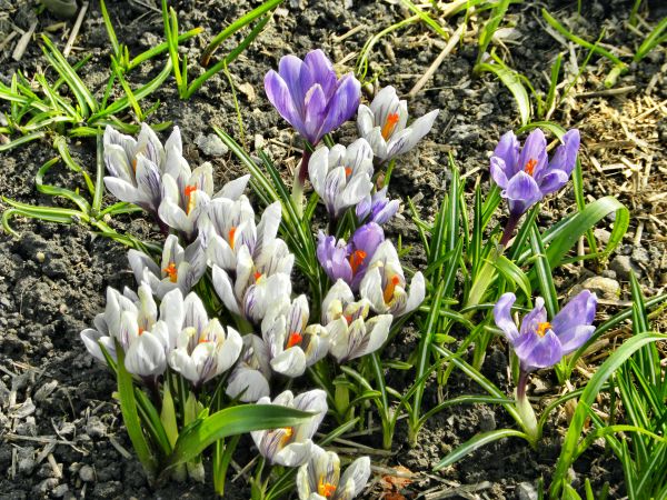 Krokusy,ale z ubiegłego roku