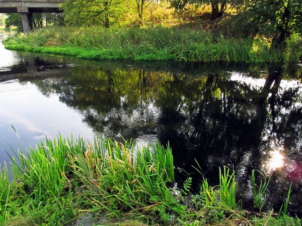 Rzeka Wda w Małym Bukowcu