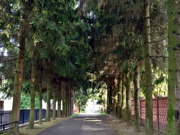 DĄBROWICA k/ LUBLINA. ***
Piękna aleja prowadząca do cmentarza.