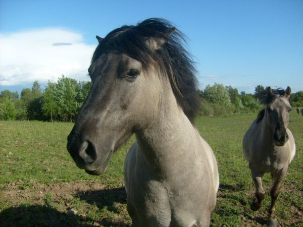 zdjecie Skomack Wielki