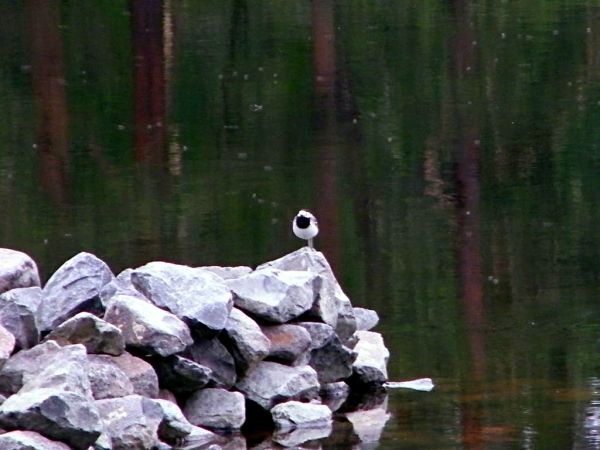 słabo widoczna Pliszka Siwa