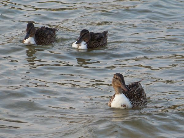 Doszło do mezaliansu z białym kaczorem???