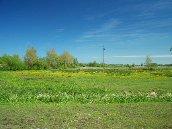 Piękno czerwcowej łąki...