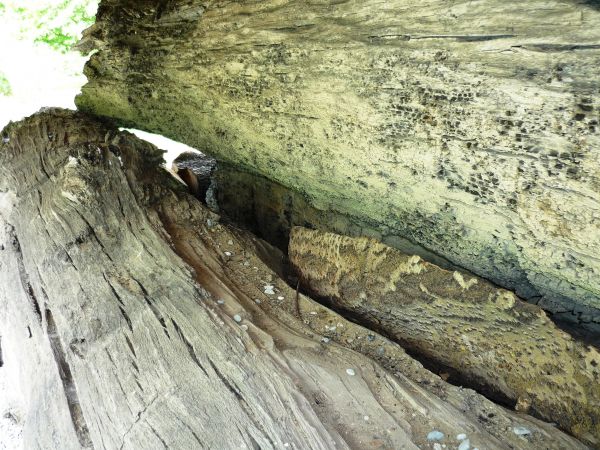Arboretum i Zakład Fizjografii w Bolestraszycach . Skamieniałe dęby sprzed kilku tysięcy lat , wykopane w dolinie Sanu.