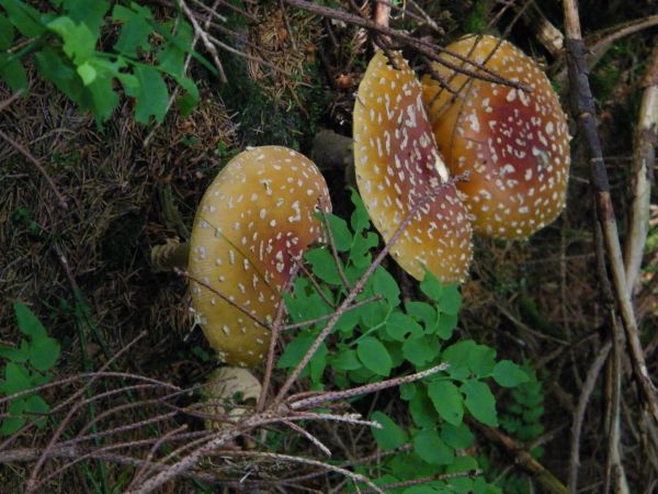 jak ktoś lubi zbierać grzyby to wie co to za cudo