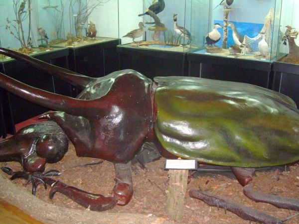 Arboretum w Bolestraszycach