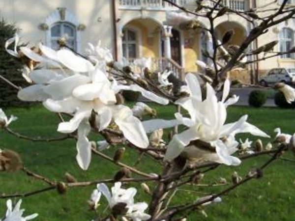 zdjecie Łęg Tarnowski