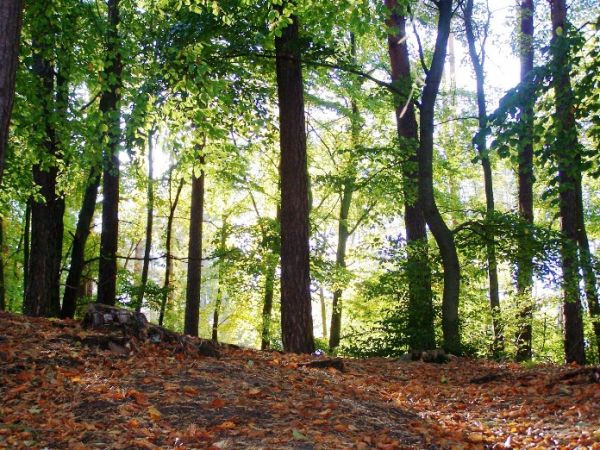 las bukowy w pobliżu jez. Sosno