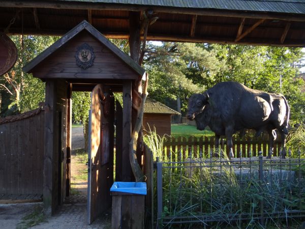 Ostoja żubra  sierpien 2013