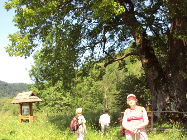 przy pomniku przyrody - na  ścieżce historyczno-przyrodniczej "Bieszczady Odnalezione" - we wsi Łuh.