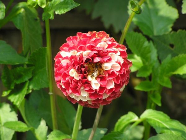 zdjecie Kończyce Małe