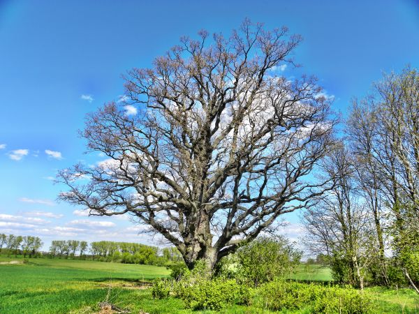Dąb znajduje się w miejscowości Gradowo gmina Barciany, dąb ma ponad trzysta lat