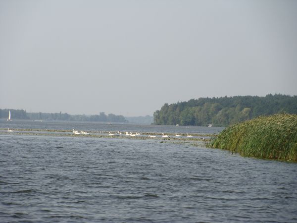 Łabędzie na Narwi (07.09.2008)