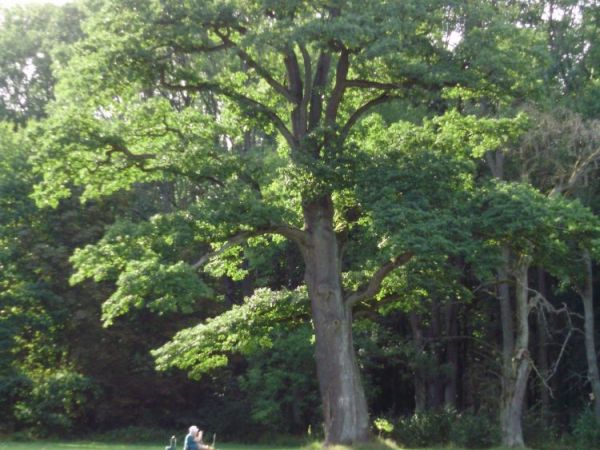 Dęby rozalińskie kilka km od Perzanowa
Sławomir Z Ostrołęki