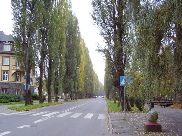 Aleja topoli. ul. A.Mickiewicza