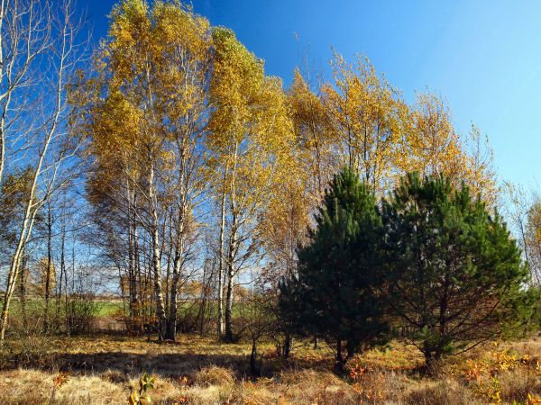 zdjecie Tyniewicze Duże