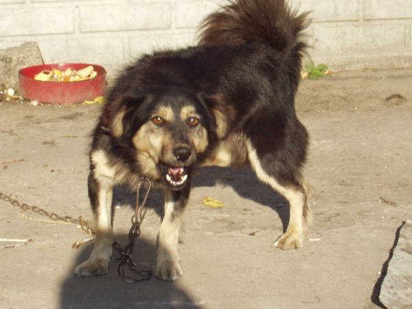 Wara od mojej michy.