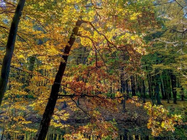 Poniatowa staw Krupnik  foto BJ Goleń