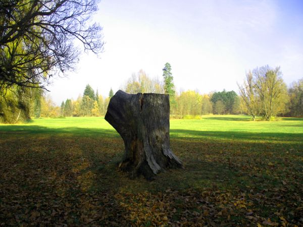 zdjecie Białowieża