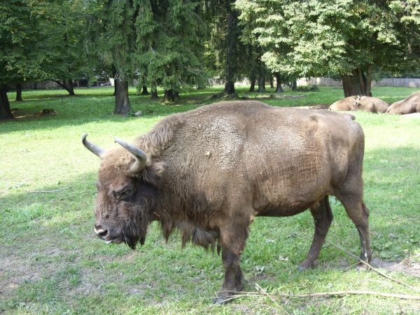 zdjecie Białowieża