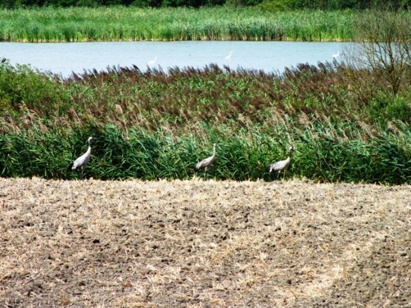 Żurawie, w tle jez. Sumówko