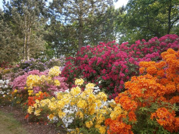 Powsin. Ogród botaniczny.