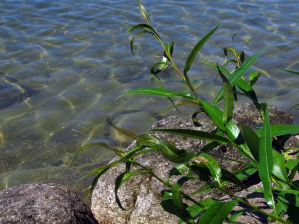Głazy skalne na ujściu kanału Wdy z jeziora w Jeziornej przy plaży gminnej