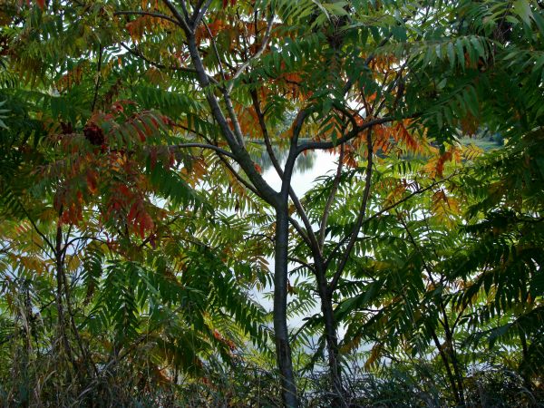 Śladków Mały jesienią-jak go nie kochać...