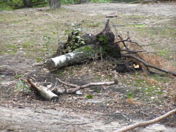 zdjecie Zalesie Górne