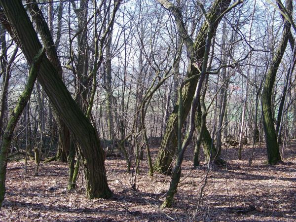 las wojenny  ciekawostek jest ich niewiele okopy punk chyba dowodzenia możliwe że był jakiś radar lub domostwo pozostały fundamenty i resztki po słupie