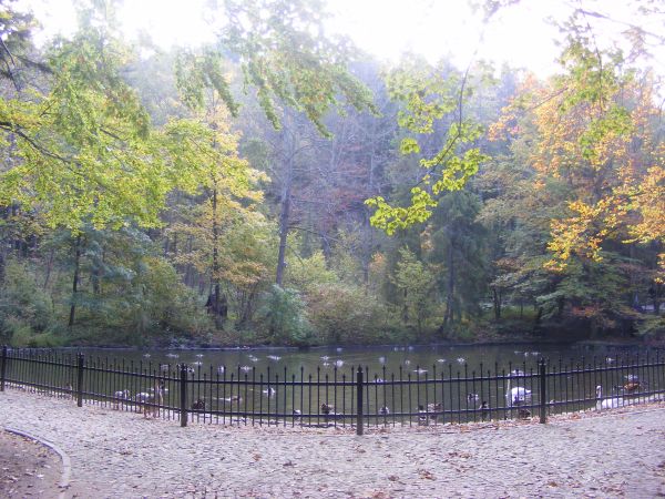 Staw w Parku Zdrojowym