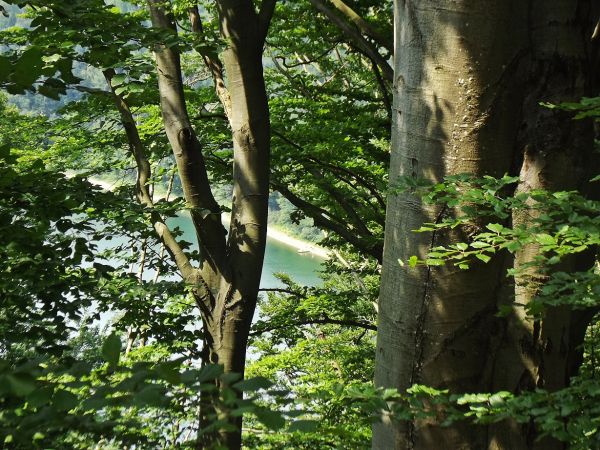 po opuszczeniu wsi - duktem leśnym biegnącym w linii brzegowej Zatoki Teleśnickiej - Zalewu Solińskiego wędrować będziemy do Teleśnicy Sannej.