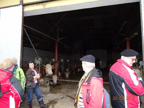 zagrodę z oborą hodowlaną - będziemy zwiedzać - dzięki uprzejmości  właścicielki p. Mieczysławie Tylka. Przy okazji: w drodze na pastwisko, ale przede wszystkim