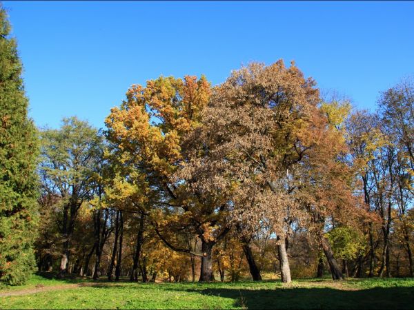 Park w Medyce − pochodzący z drugiej połowy XVI wieku (z reliktami z XIV i XVI wieku).