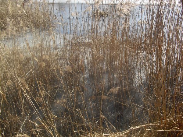 zdjecie Wola Wężykowa