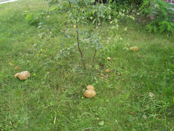 Leśna zgraja tuż za płotem