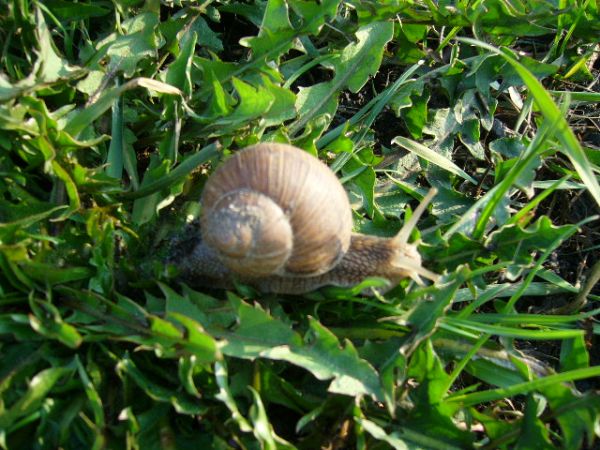 ślimak na spacerze rano