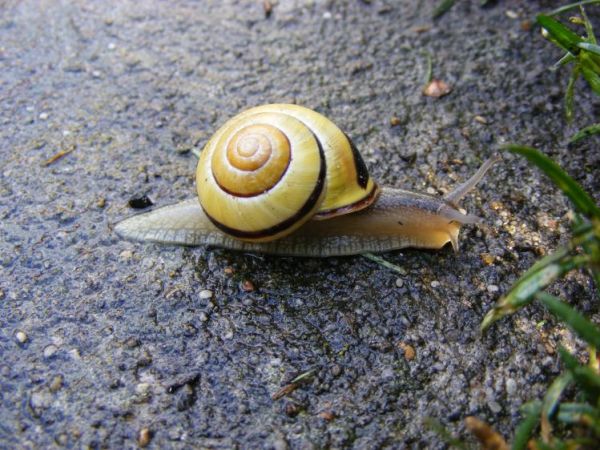 Po wiosennym deszczu długa droga ślaimaczka