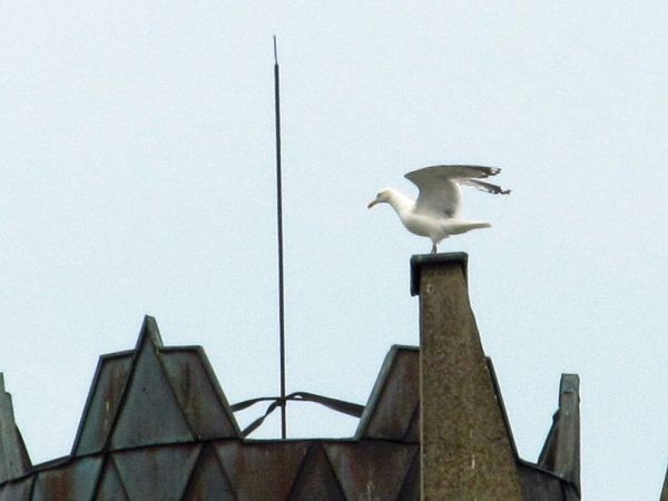 Mewa na dachu kościoła