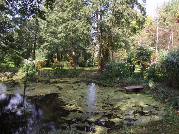 rzęsa wodna - wędrujący zielony kobierzec a w nim żaby stroją gardła na wieczorny koncert - poetycko  ale i też baśniowo - bo tak jest na "Chmurówkach".