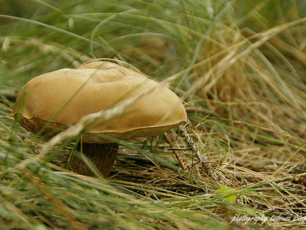 A może tak na grzyby...