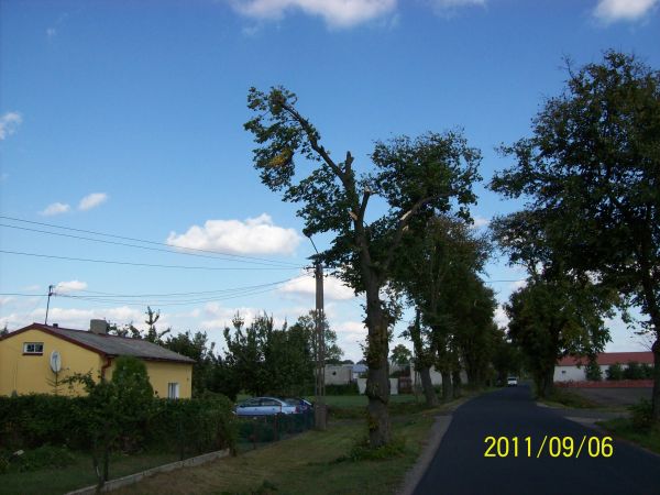 Resztki z pięknej alei lipowej.